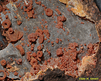 mineralized crinoids