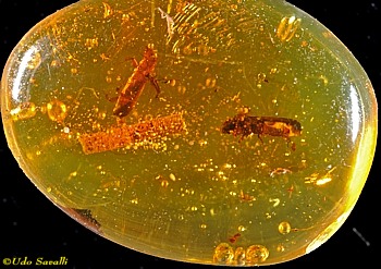 dominican amber w/ beetles