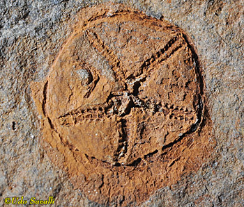 edrioasteroid fossil