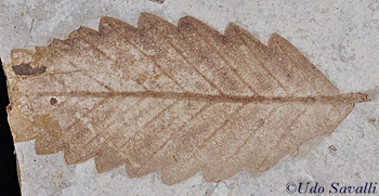 leaf fossil