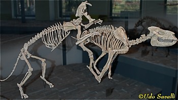 Holophoneus & Hyracodon skeletons