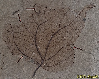 Leaf w/ insect bites