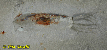 squid fossil
