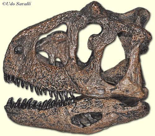 Carnotaurus skull