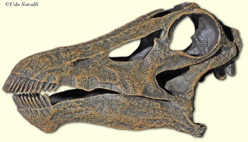 Diplodocus skull