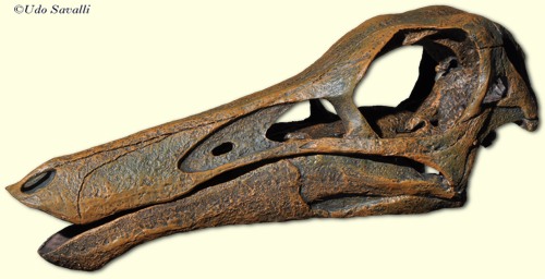 Gallimimus skull