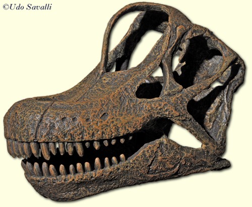 Giraffatitan skull