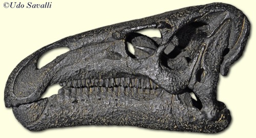 Iguanodon skull