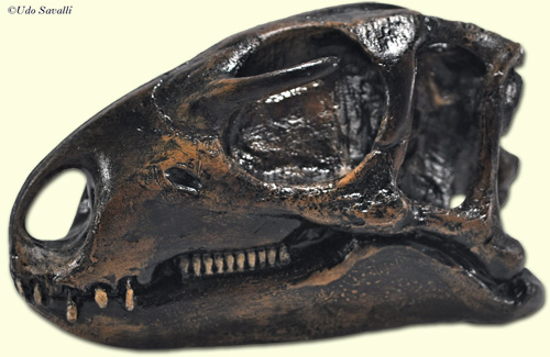 Othnielosaurus skull
