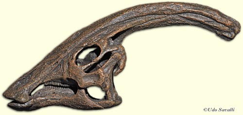 Parasaurolophus skull