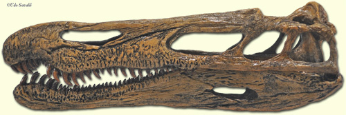 Suchomimus skull
