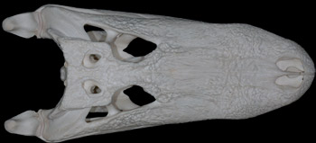 gator skull