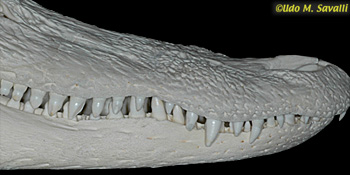 gator teeth