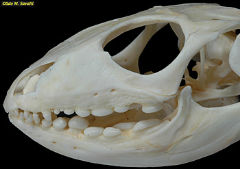 Caiman lizard skull