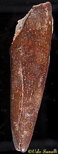 Coloborhynchus Tooth