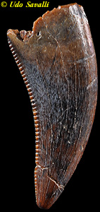 Dromeosaur tooth