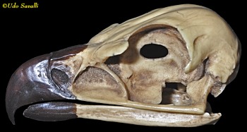 eagle skull