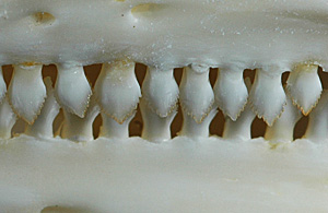 iguana teeth