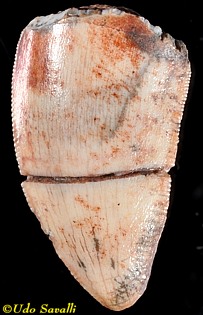 Platecarpus tooth
