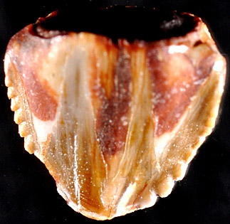 Revueltosaurus tooth
