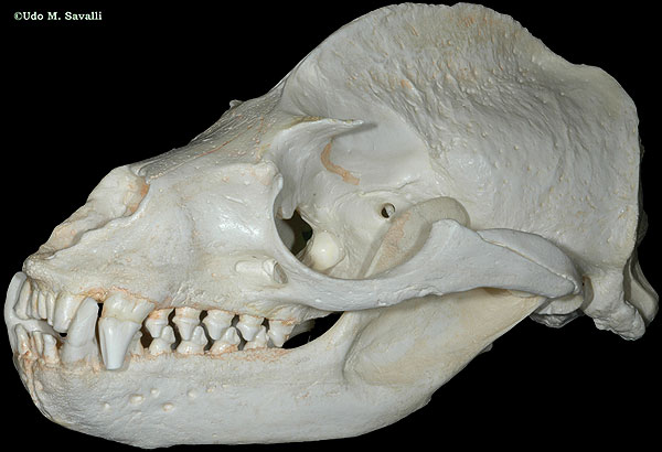 sealion skull