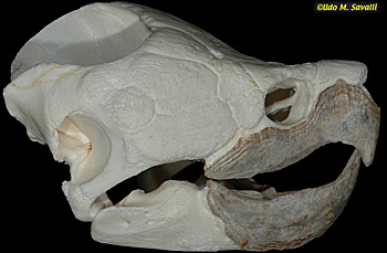 turtle skull