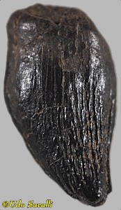 Thescelosaurus tooth