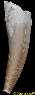 Zarafasaura tooth