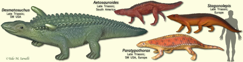 Aetosaurs