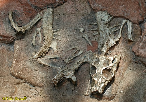 Araripesuchus fossil