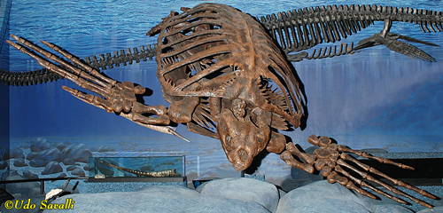 Archelon fossil