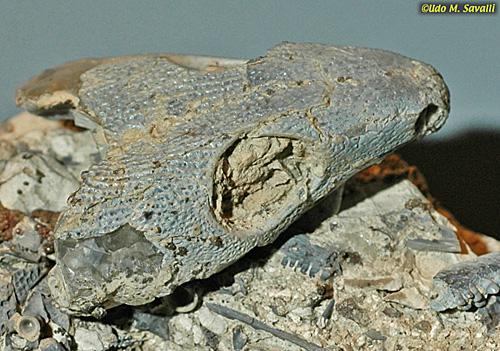 Captorhinus skull fossil