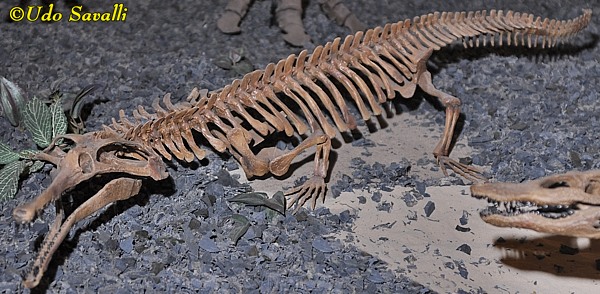 Champsosaurus skeleton