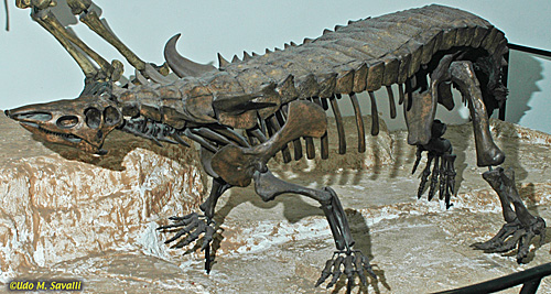 Desmatosuchus fossil
