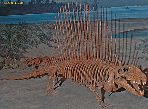 dimetrodon fossil