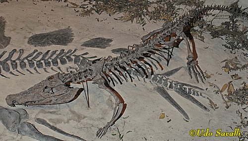 Goniopholis skeleton