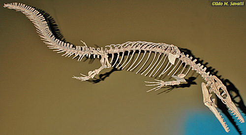 Halisaurus fossil