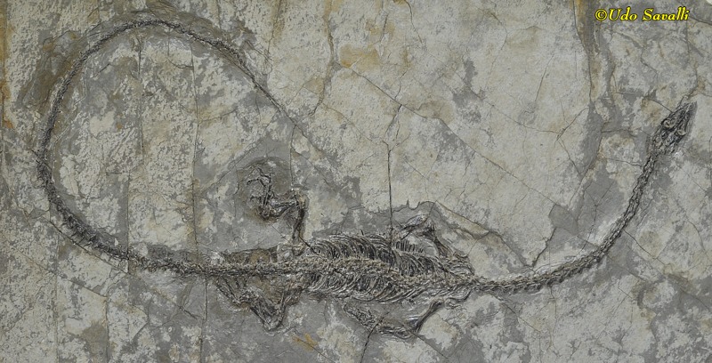 Hyphalosaurus fossil