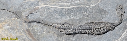 Neusticosaurus fossil