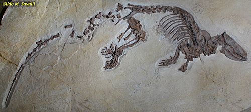 Palaeosinopa fossil