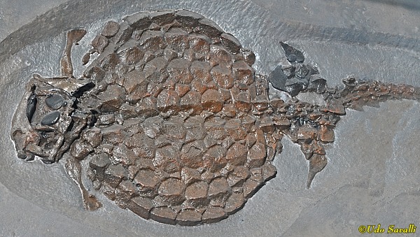 Placodont fossil