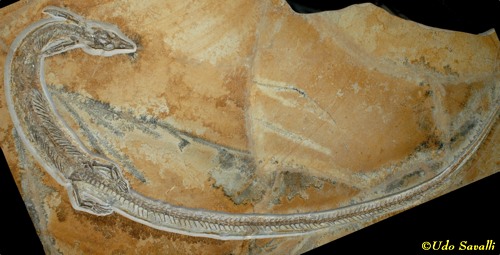 Pleurosaurus fossil