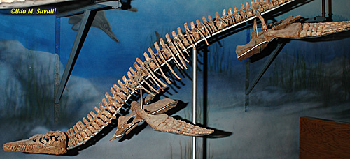 Polycotylid fossil