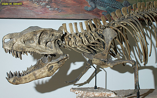 Postosuchus fossil
