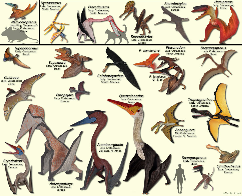 Pterodactyloids