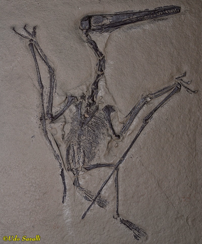 Pterodactylus Fossil Replica