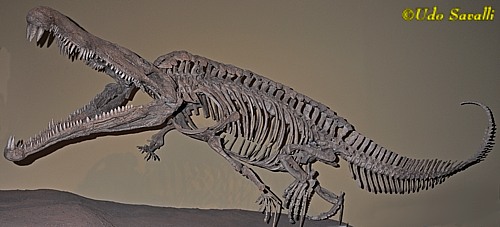 Redondosaur skeleton