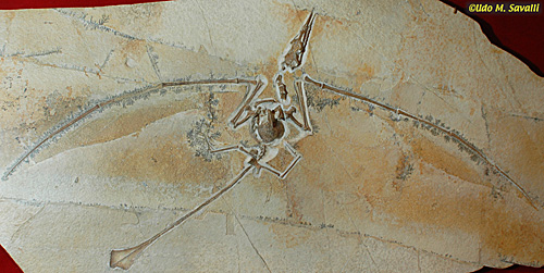 Rhamphorhynchus fossil