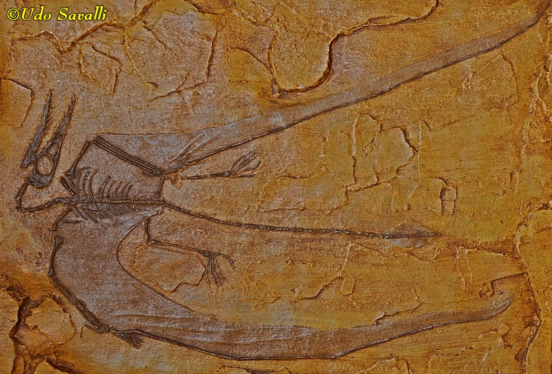 Rhamphorhynchus Fossil Replica