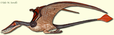 Rhamphorhynchus Model